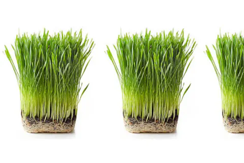 organic wheat grass