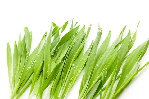 organic barley grass