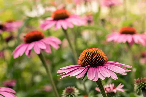 Echinacea purpurea