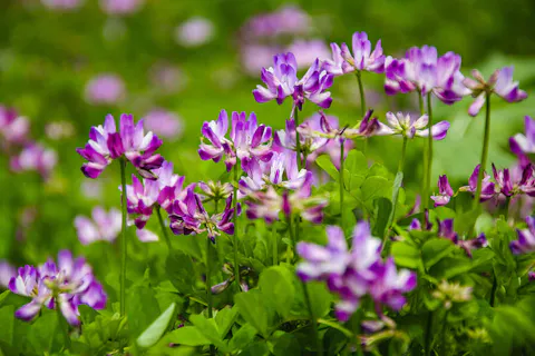 Astragalus membranaceus (Astragalus)