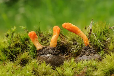 Cordyceps