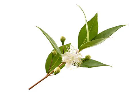 lemon myrtle