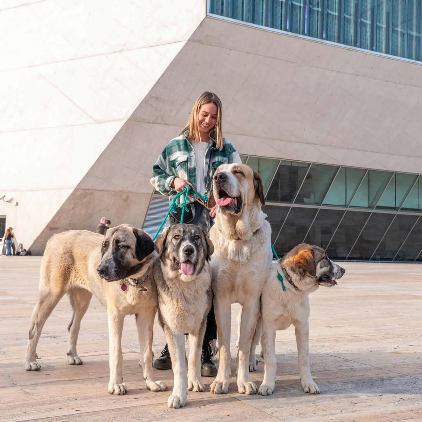 Rapariga com 4 cães de gado transmontano