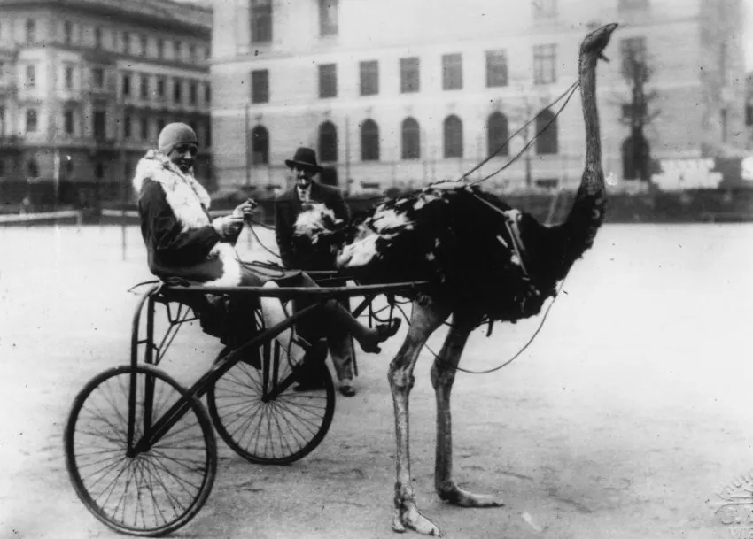 Links: 1926 lenkte Josephine Baker eine Straußen-Kutsche durch Berlin | Foto: spiegel.de