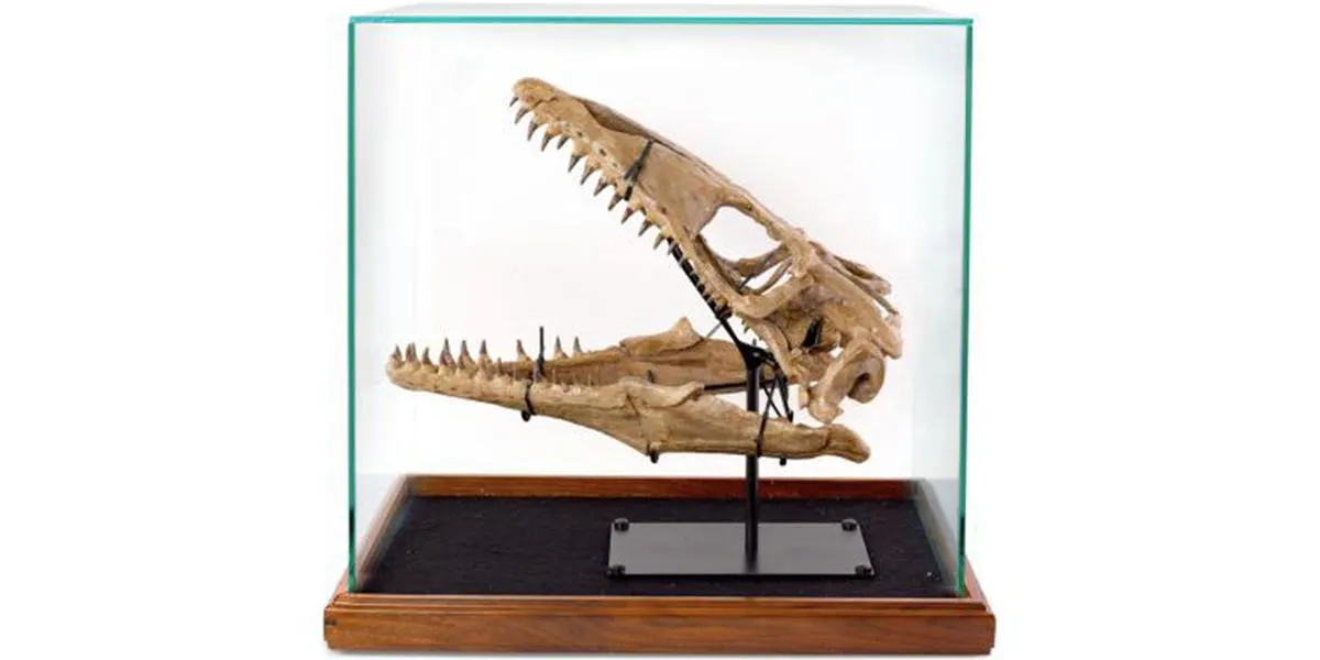The Story Behind Russell Crowe's Dinosaur Skull