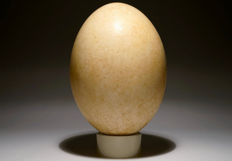 Яйцо иза. Яйцо (пищевой продукт). Яйцо на белом фоне. Яйцо иза. Яйцо иза.