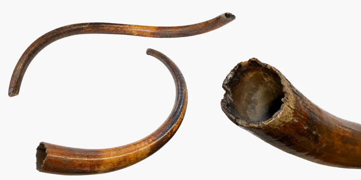 Mammutbete, 126 cm och 12,2 kg. Foton © Ystads Auktioner