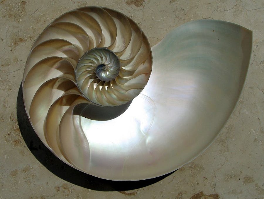 Seashell Art Brass Shell Ocean Nautical Artwork Dive … - Gem