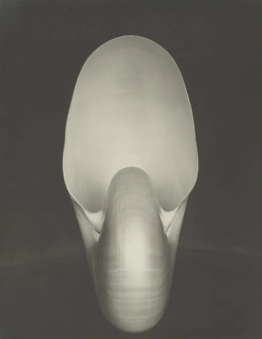 Nautilus, photographie d'un nautile par Edward Weston, 1927. La publication a eu lieu en 1927, lorsqu'au moins un tirage de la photographie a été mis en vente à l'East West Galleries de San Francisco, selon la liste de vente aux enchères de Sotheby's. Image du domaine public