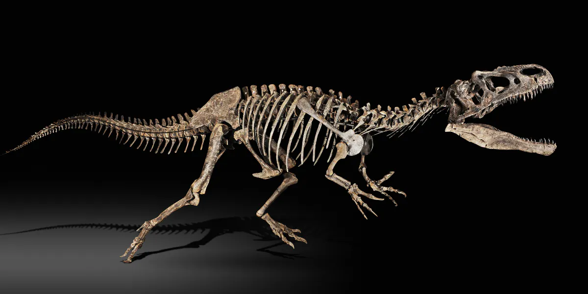 Squelette de dinosaure Allosaurus vendu 1.296.750€ par Sotheby’s Paris le 05/10/2010. Photo Sotheby's
