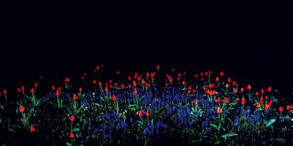 Giovanni Castell (*1962 München), Tulpen, 2005, betitelt, signiert, datiert und nummeriert 2/7, C-print/Dibond, 130 x 160 cm. Foto © Auktionshaus Stahl (Detail)