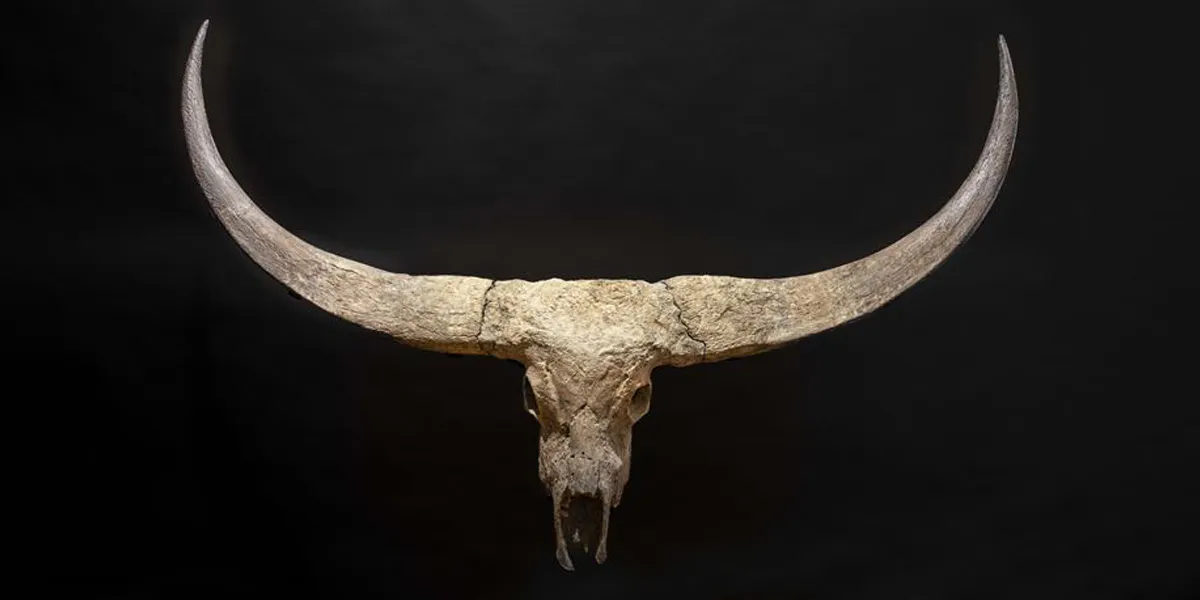 Fossile Bovin Bubalus paleokarabau, un mammifère herbivore de la sous-famille des bovidés. Pléistocène tardif. Photo © Cambi Casa d'Aste