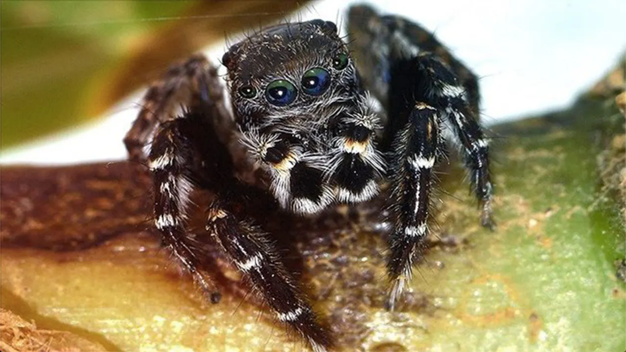 Australische Spinne nach Karl Lagerfeld benannt