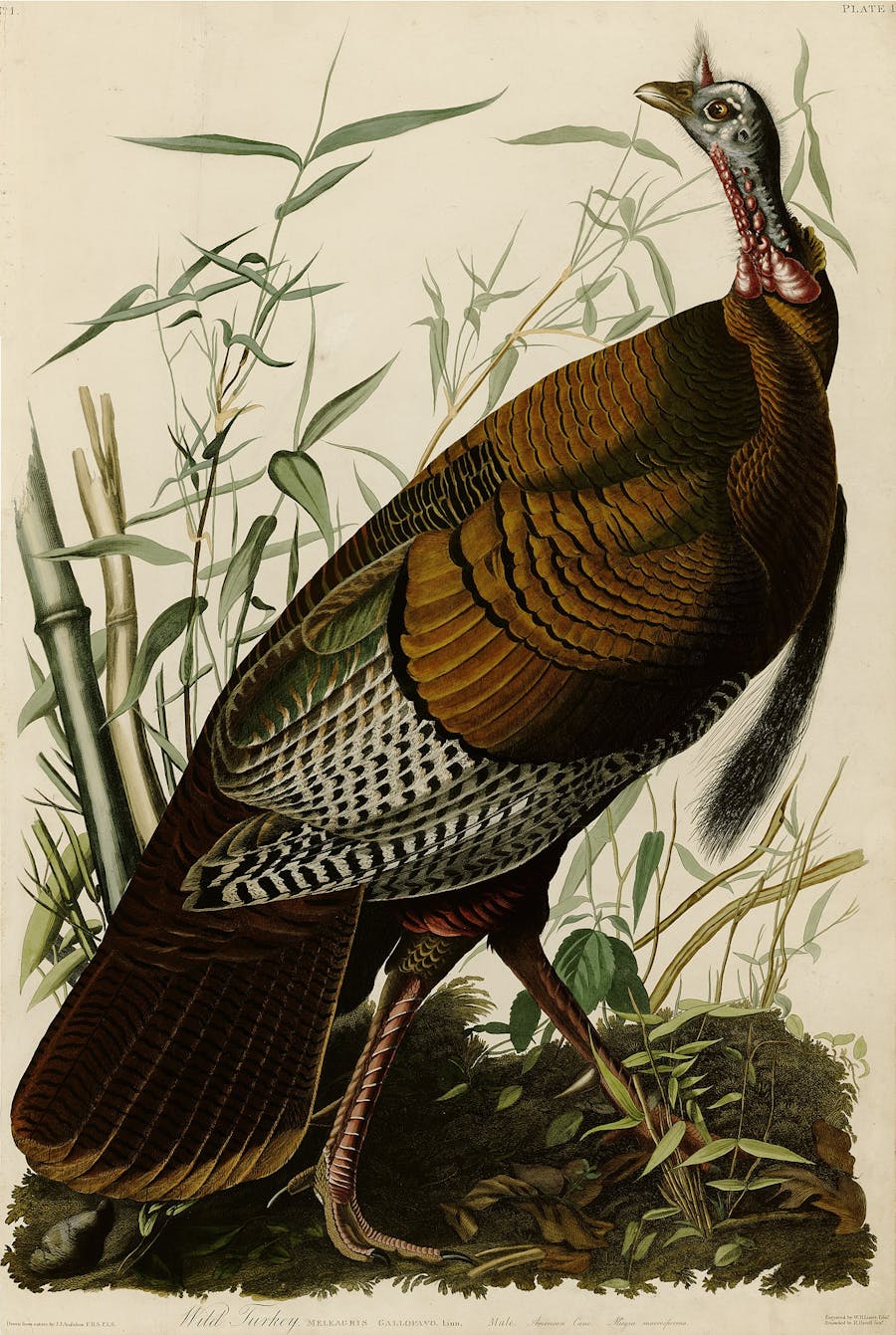 Plate 1 of The Birds of America by Audubon depicting a wild turkey. Photo public domain