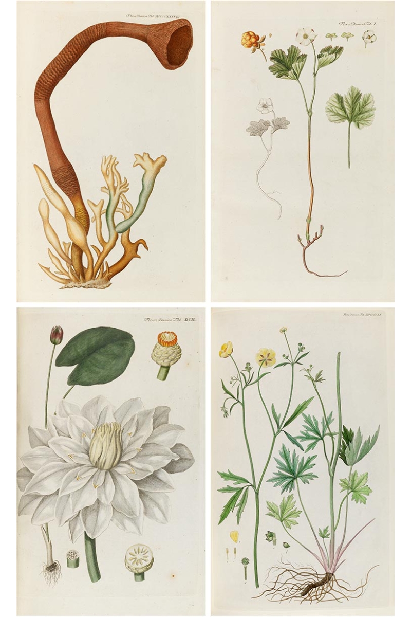 Flora Danica Porcelain: Serving the Art of Botany | Barnebys Magazine