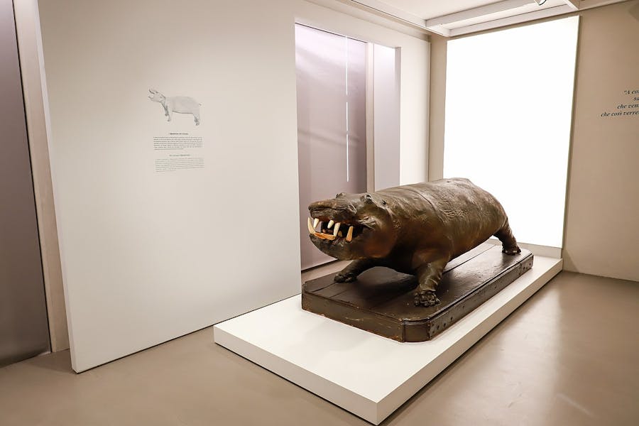 Kosmos, Pavia, hippopotamus from the Wunderkammer of the Gonzagas, on which the mummified body of Passerino dei Bonacolsi was placed (straddling the animal). University of Pavia, License CC BY 2.0, via Wikimedia Commons