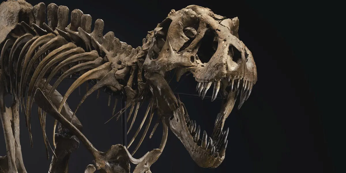 Lo scheletro del Tirannosauro rex STAN, ha stabilito il nuovo record di 31.8 milioni di euro. Foto © Christie's