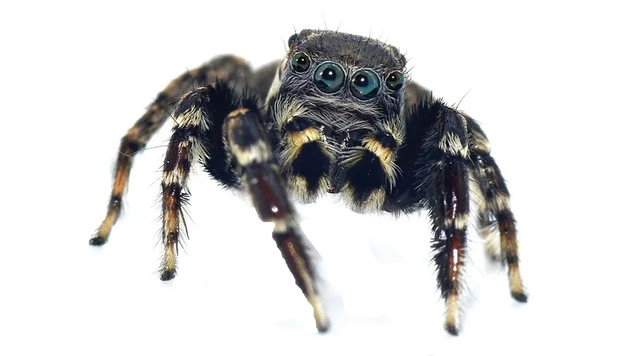 Una araña australiana es bautizada con el nombre de Karl Lagerfeld