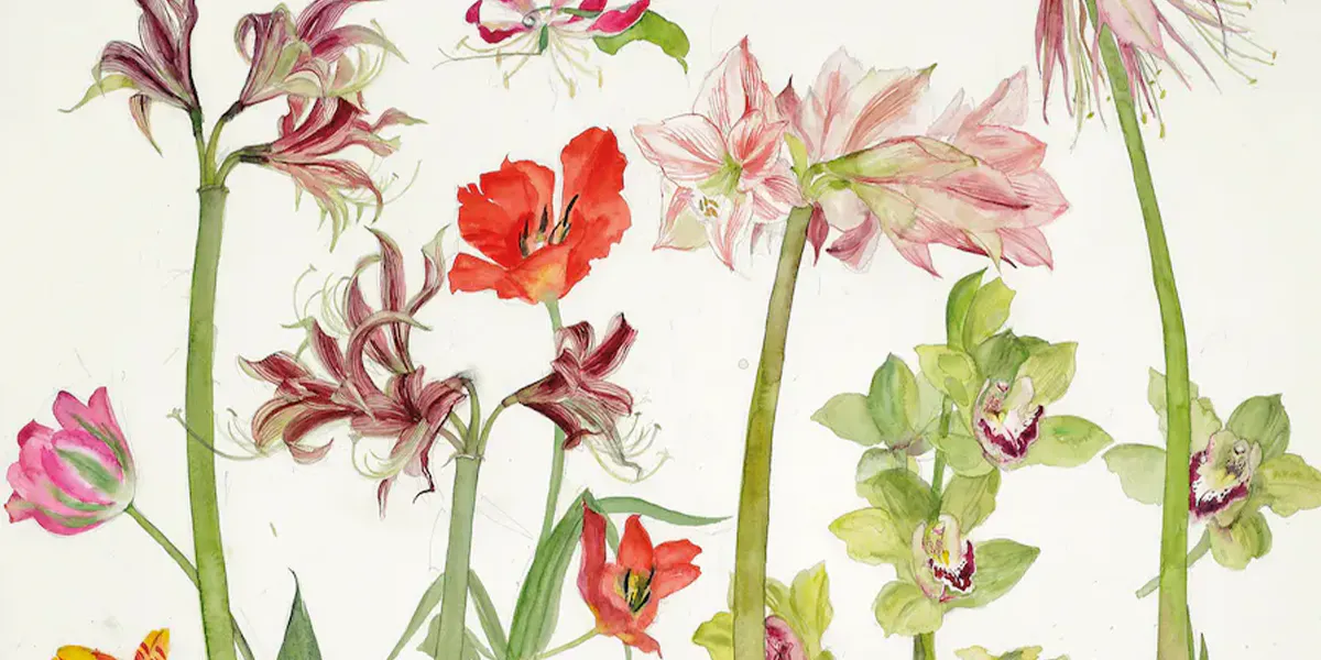 Elizabeth Violet Blackadder, R.S.A., R.A. (1931-2021), Amaryllis, Orchids and Tulips, 2005, Bleistift und Aquarell, signiert und datiert. Foto © Christie's (Detail)