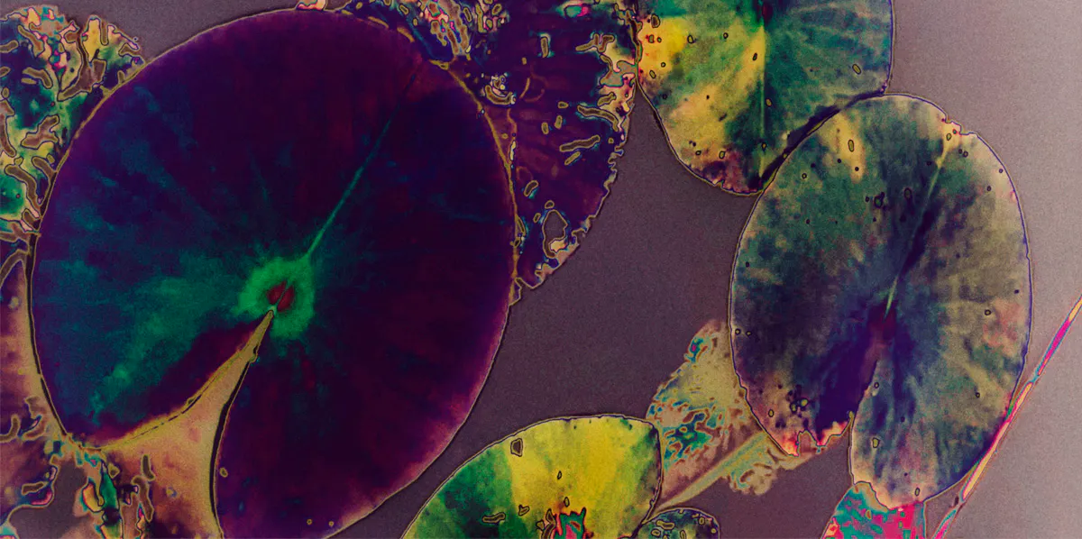 Denise Grünstein, 'Oskrivet blad 12' (detalj). Foto: CFHILL