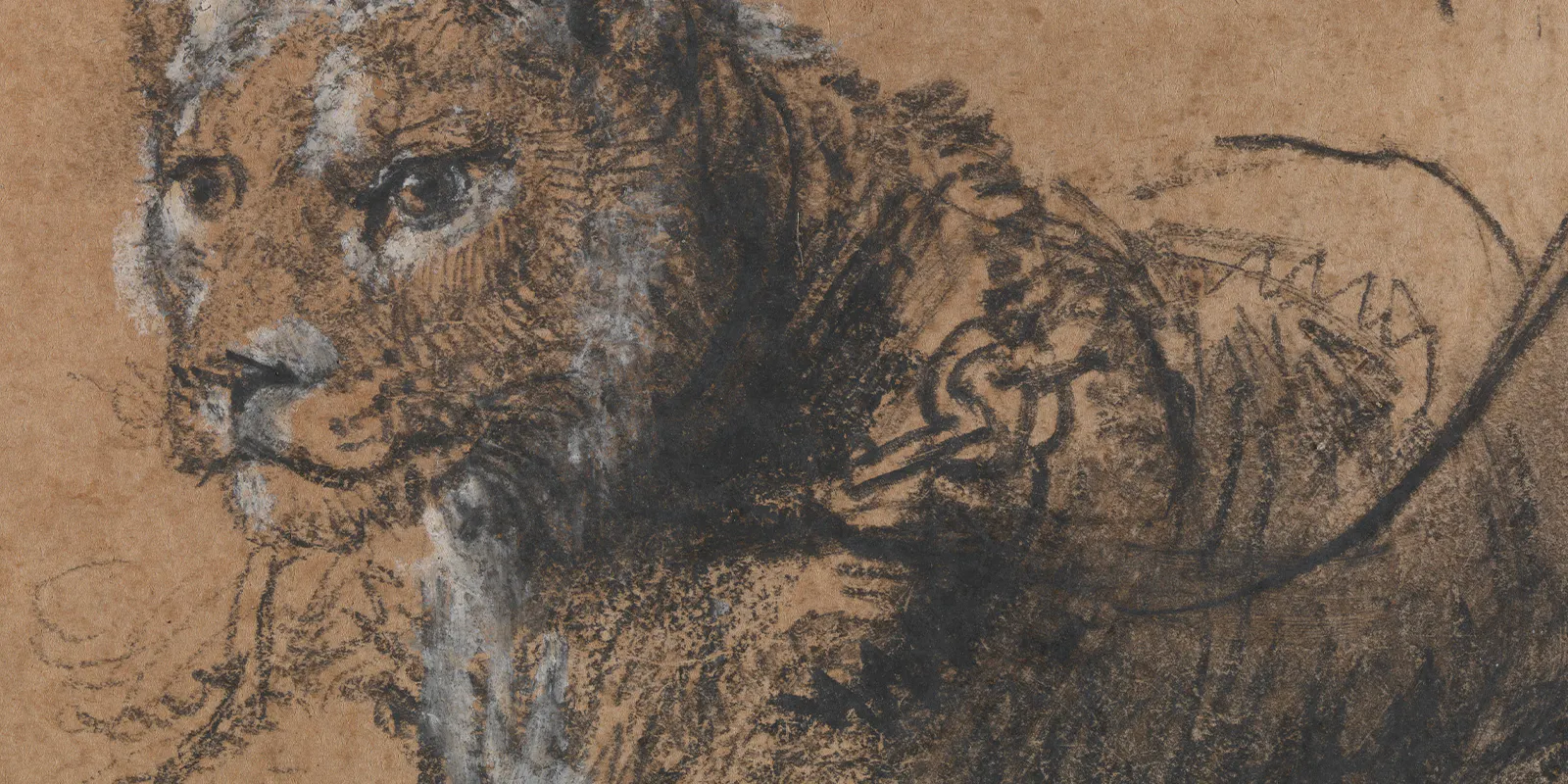 Rembrandt van Rijn (1606-1669), Giovane leone a riposo, ca. 1638-42, gesso nero, rialzi di gesso bianco e velatura grigia su carta vergata marrone, 11,5 x 15 cm, The Leiden Collection, New York. Foto di pubblico dominio (dettaglio)
