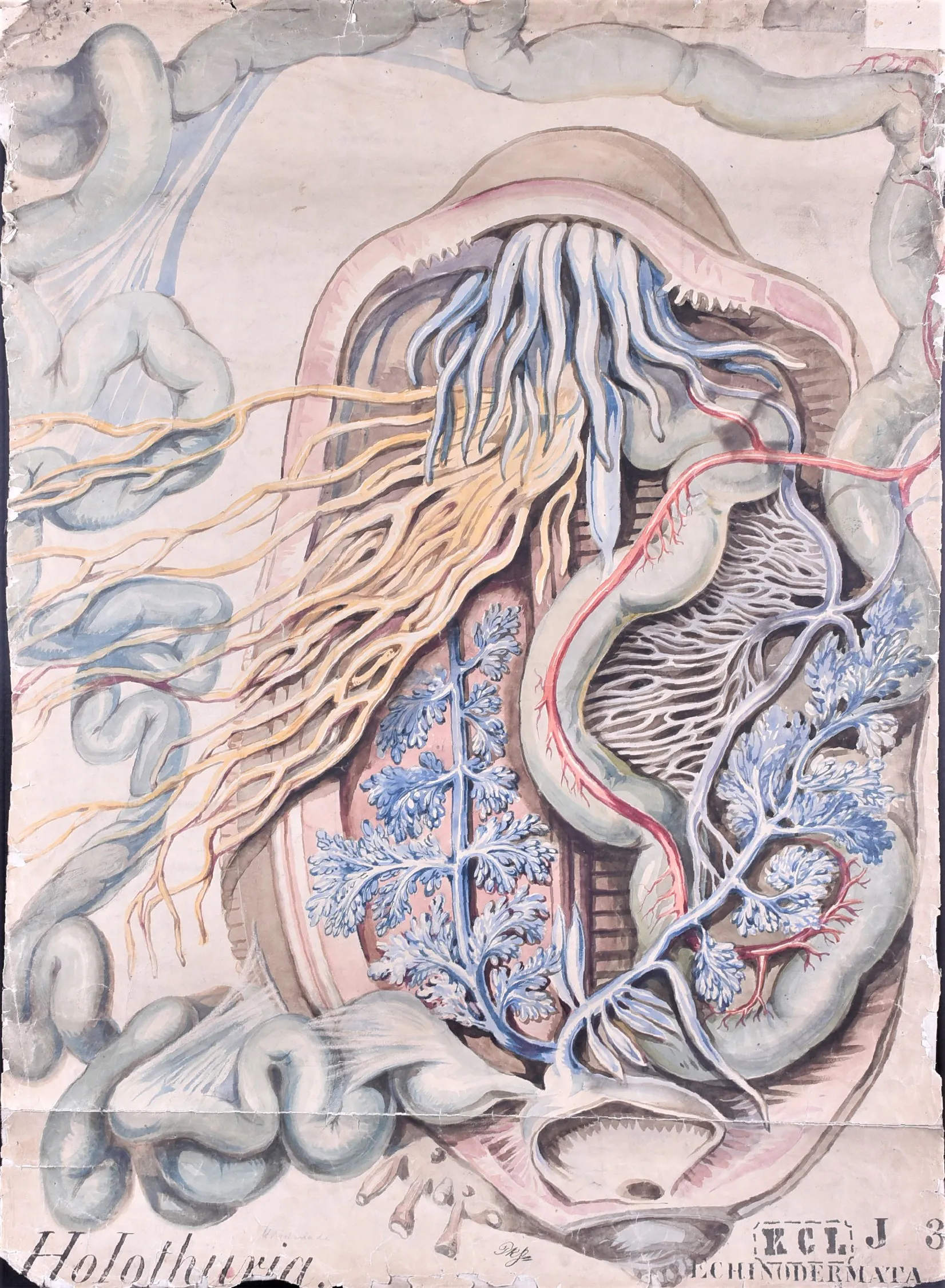 60 scientific illustrations from King's College London archives come up for auction