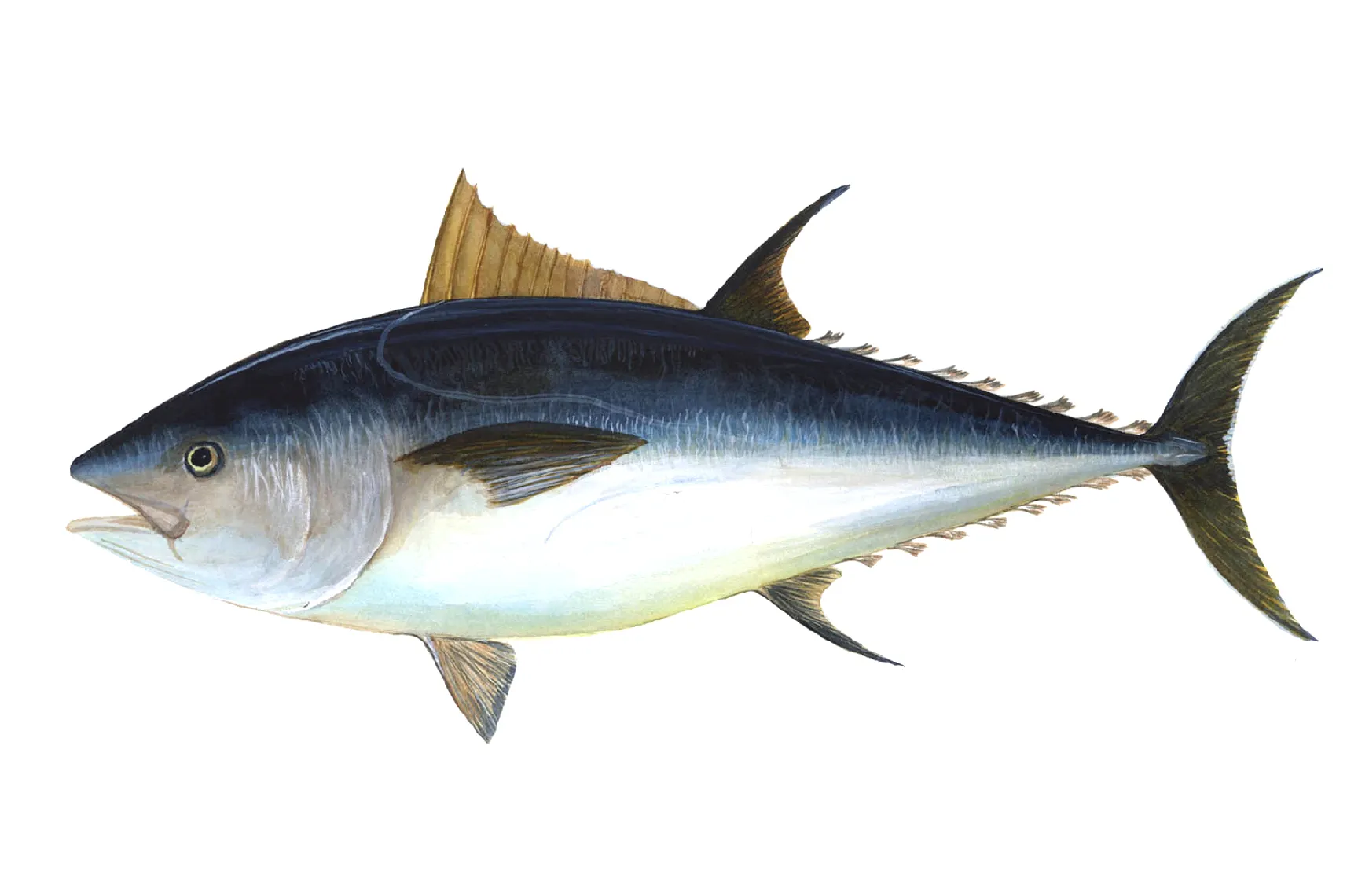 Tonfisk håvade hem rekord