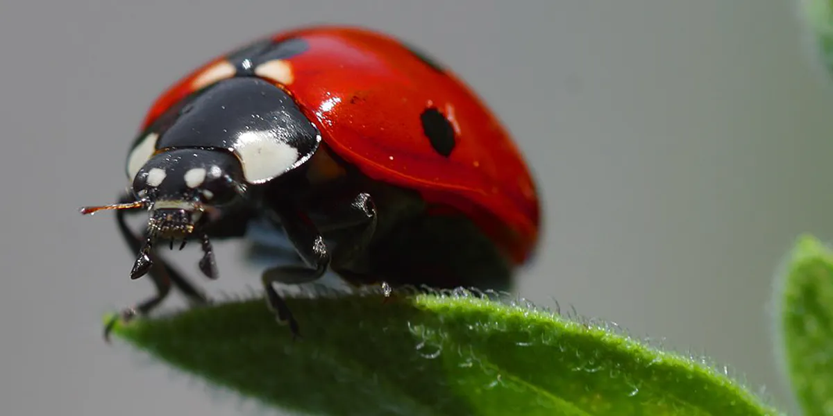 Coccinella a sette punti (Coccinella septempunctata). Immagine di pubblico dominio (Dettaglio)