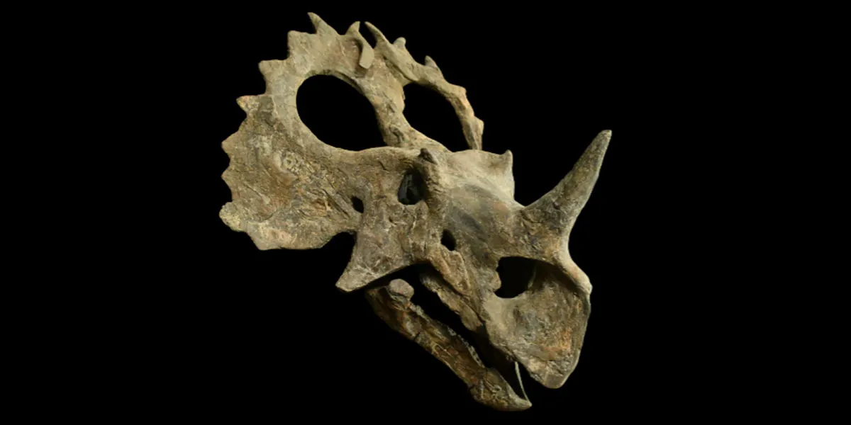 Crâne de Centrosaurus Spécimen, Montana, états-Unis, Crétacé supérieur, 110 x 110 x 90 cm, 48 kg, complet à environ 60 %, remonté sur la base. Photo © Hôtel des Ventes d’Evreux (détail)