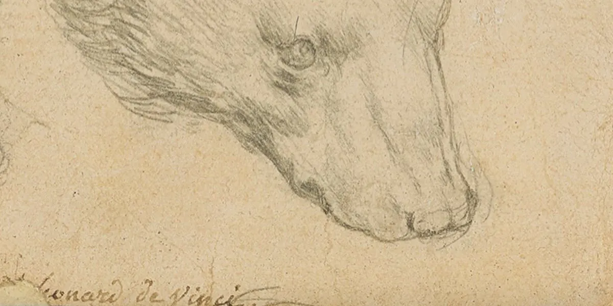 Leonardo da Vinci (1452-1519), head of a bear, silver pen / paper, 7 x 7 cm. Photo © Christie's 2021 (detail)