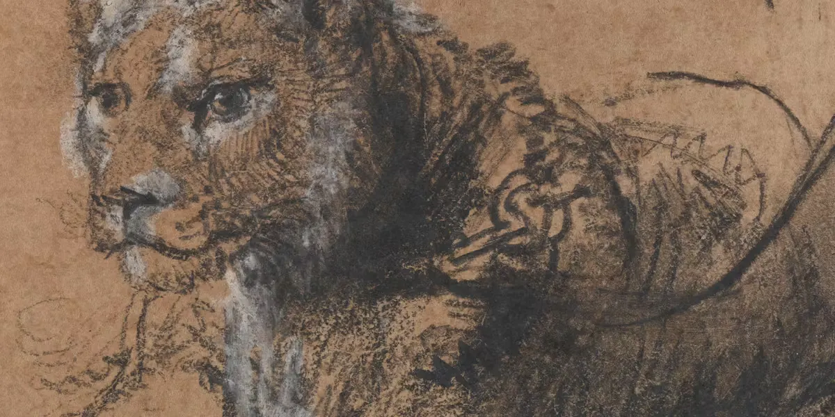 Rembrandt van Rijn (1606-1669), Jeune lion au repos, vers 1638-1642, craie noire, rehauts de craie blanche et glacis gris sur papier vergé brun, 11,5 x 15 cm, The Leiden Collection, New York. Photo dans le domaine public (détail)