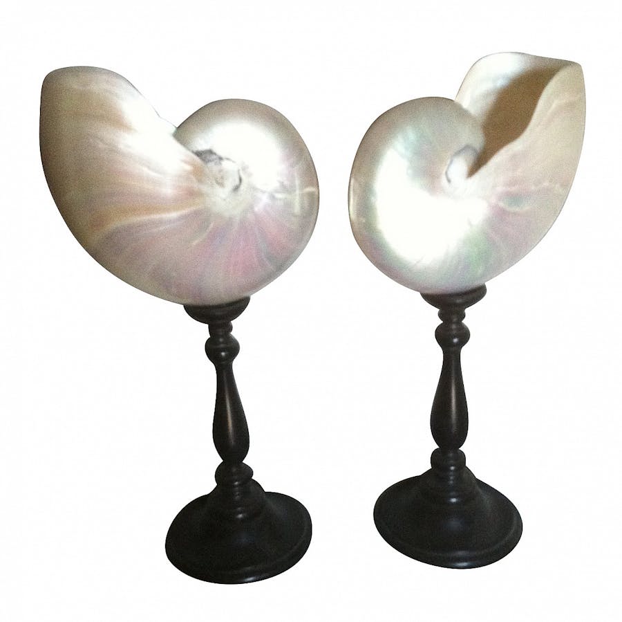 Pair of Nautilus shells with ebonised wooden support. The objects consist of a pair of large nautiluses (of considerable size) in mother-of-pearl (with beautiful multicolored reflections) on a turned and ebonized wooden base, made in the style of the typical collectable 'Wunderkammer' of the past. Photo © intOndo
