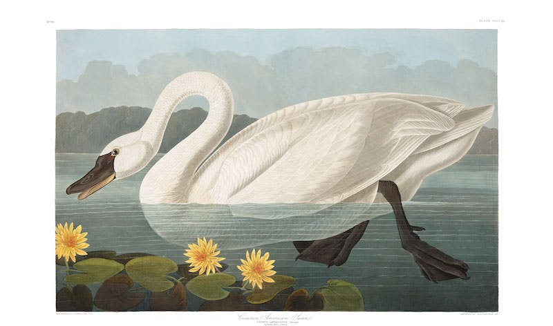 Plate 411 of The Birds of America by Audubon depicting the common American swan. Image © Courtesy of the John James Audubon Center at Mill Grove, Montgomery County Audubon Collection, and Zebra Publishing