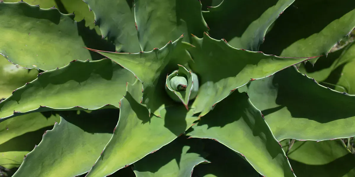 Image d'un plant d'agave tobala (Agave semanianna) prise à l'usine de mezcal Tres Colibries (Trois Colibris) à Villa Sola de Vega, État d'Oaxaca, Mexique, le 26 juillet 2022. (Photo de PEDRO PARDO/AFP via Getty Images)