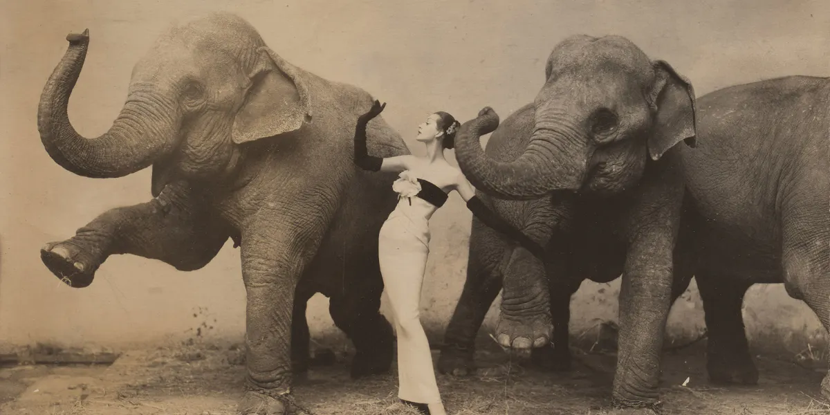 Richard Avedon, ‘Dovima with Elephants’, gelatinsilverfotografi, 1955, signerad och dedikerad: ‘For Claude. The best help I ever had. With gratitude and affection Dick’, 19 x 24 cm. Foto © Blomqvist (detalj)