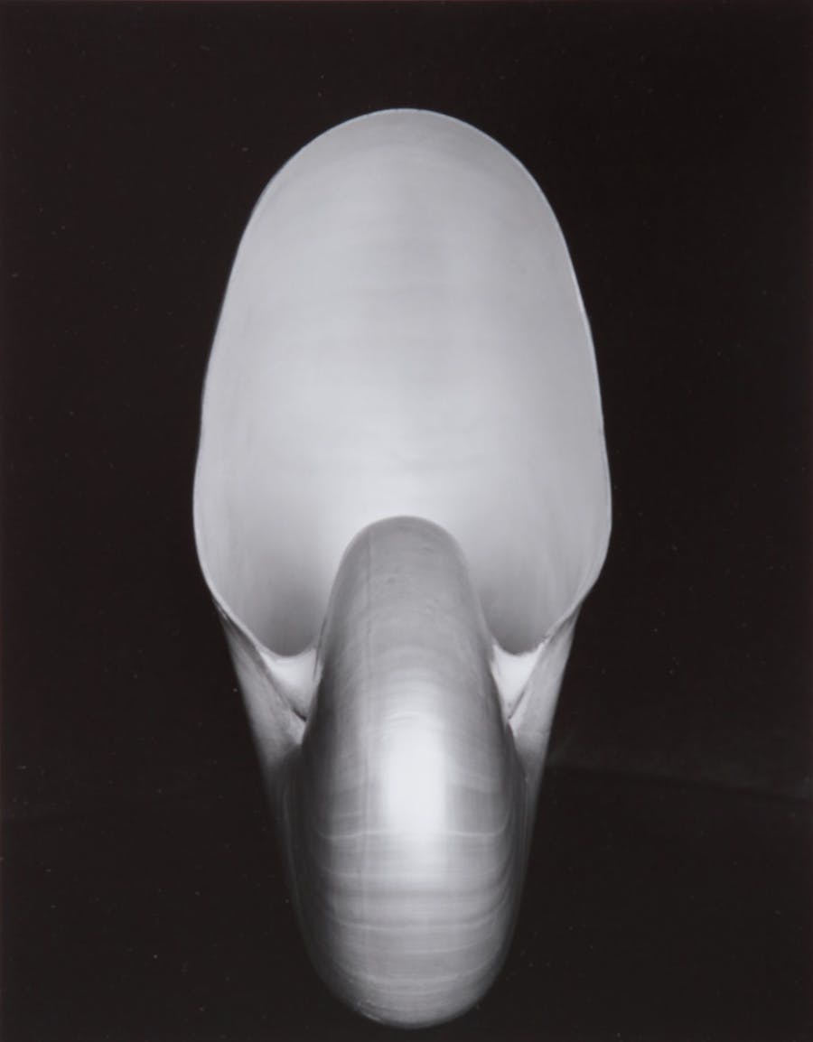 nautilus edward weston most expensive photo in the world