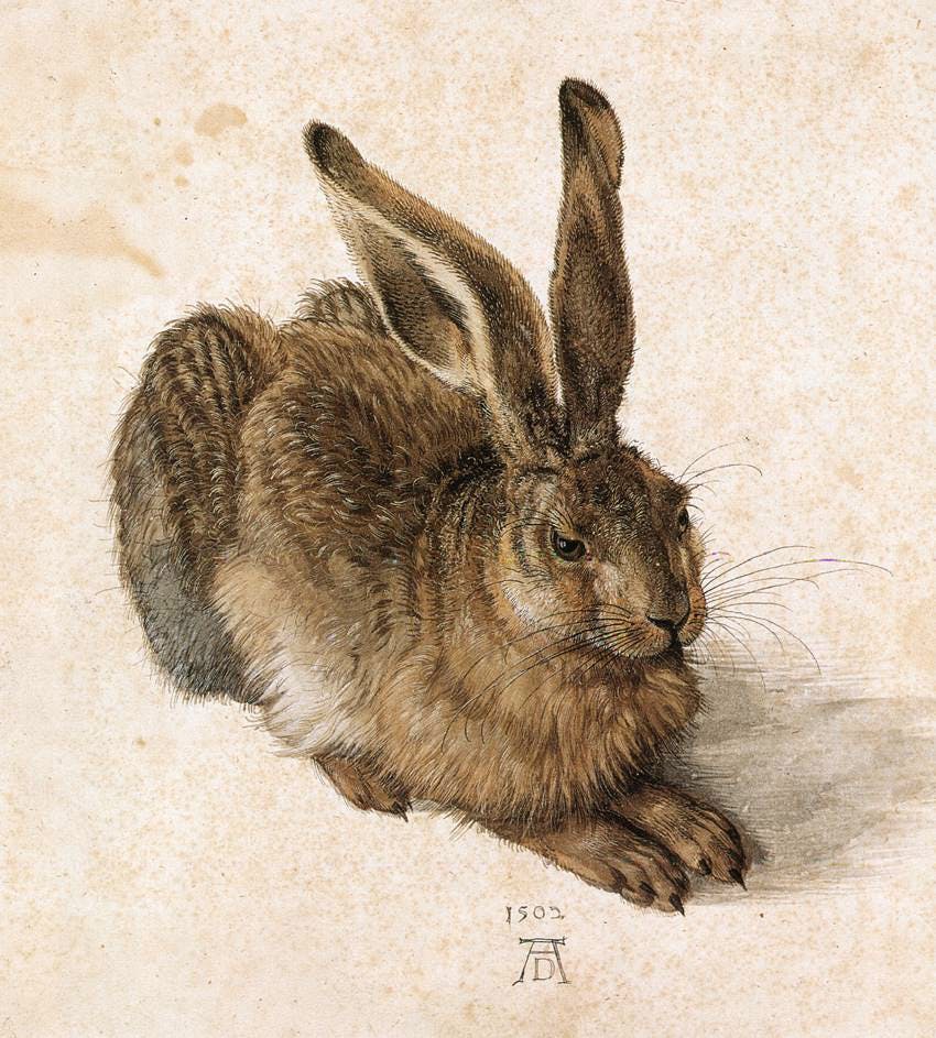 Albrecht Dürer (1471 Nürnberg 1528), Feldhase, 1502, Aquarell, Deckfarben, weiß gehöht auf Papier, 25,1 x 22,6 cm, Albertina, Wien. Foto gemeinfrei