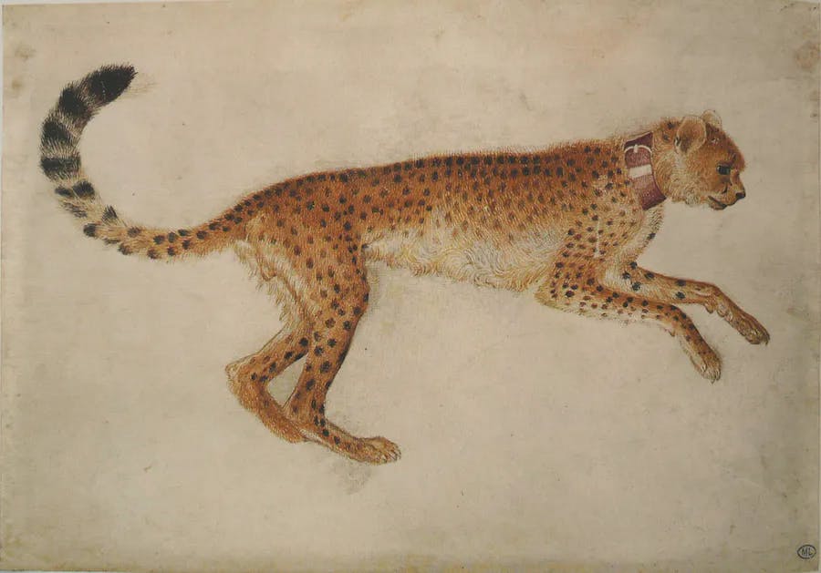 Antonio Pisanello, Drawing of a cheetah in the Codex Vallardi, watercolor and silverpoint, 16 x 23 cm, Musée du Louvre, Paris. The Codex Vallardi was acquired by the Louvre in 1856 from the Milan dealer Giuseppe Vallardi. Image public domain
