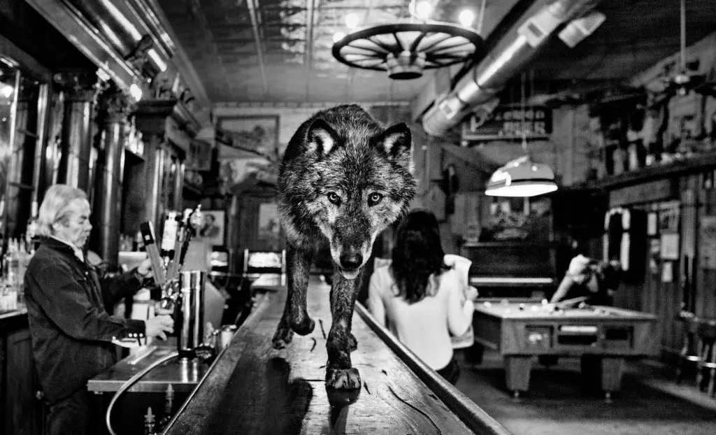 IMAGE-51-THE-WOLF-OF-MAIN-STREET-1024x622