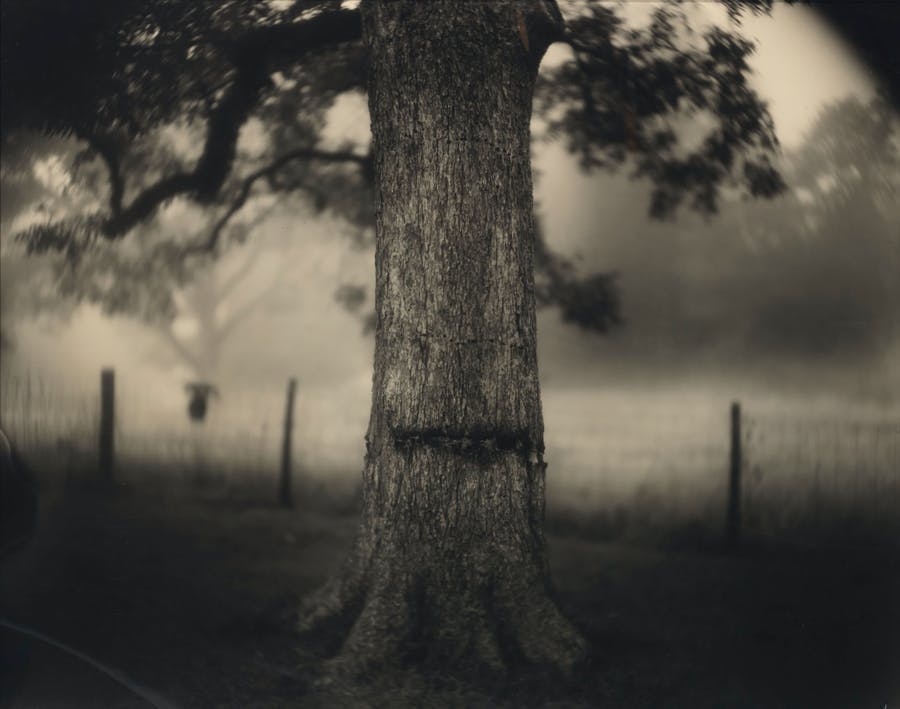 Sally Mann, 'Untitled (Deep South # 1, Scarred Tree)', 1998, silver Gelatin print. Photo © Christie's