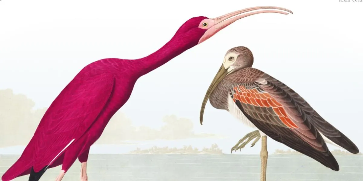 Tavola 397 di The Birds of America di Audubon raffigurante l'Ibis scarlatto. Immagine © Per gentile concessione del John James Audubon Center at Mill Grove, Montgomery County Audubon Collection, and Zebra Publishing (dettaglio) 