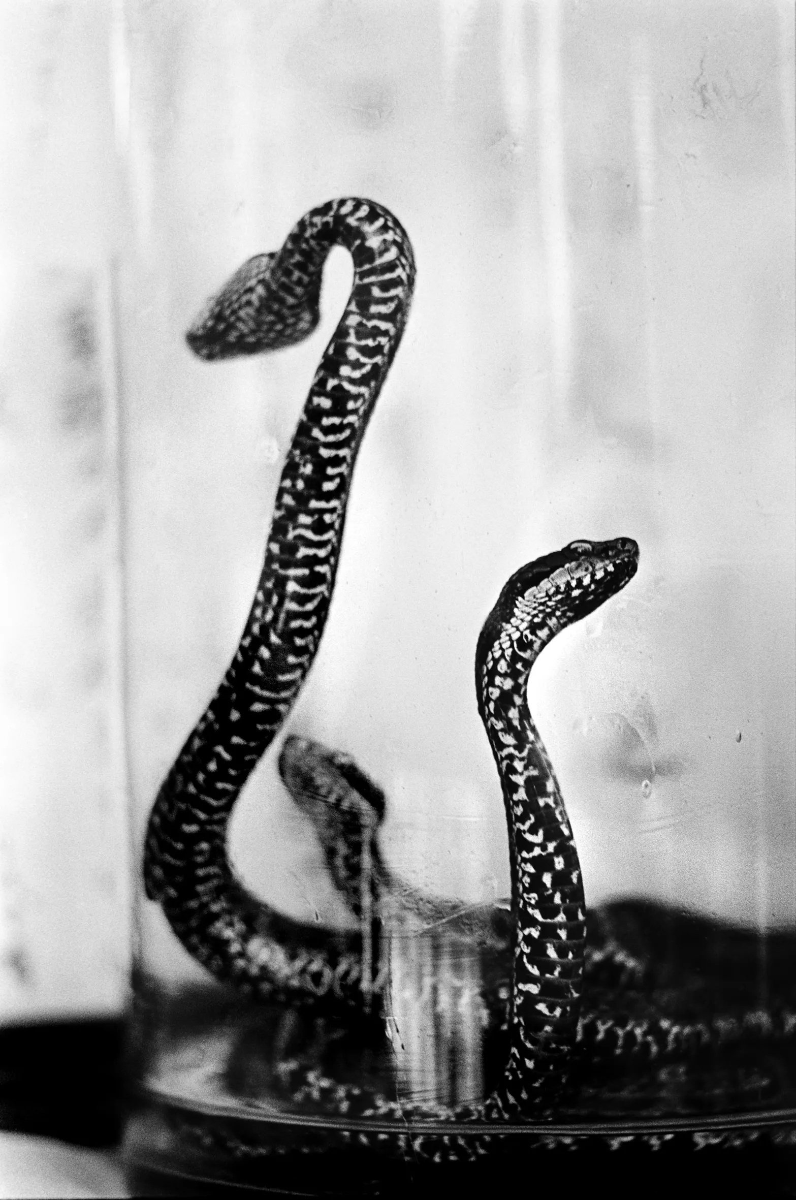 Mindepartementet - Graciela Iturbide & Christer Strömholm