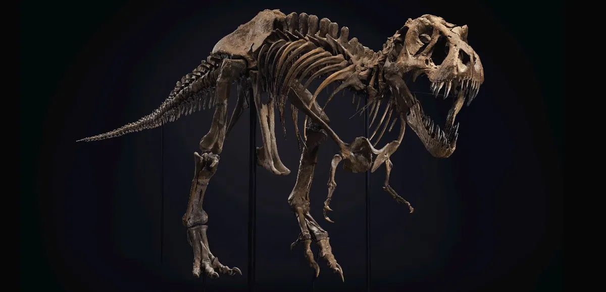 STAN will be auctioned on October 6 with an estimate between $6-8 million. Image: Christie's
