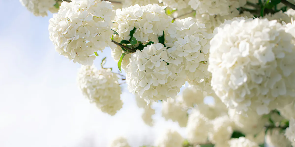 Die Blüten des Viburnum opulus. Foto von Jonathan Neely (Detail)