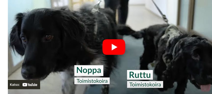 Videon kansikuva, jossa kaksi koiraa seikkailevat Kuntarahoituksen toimistossa. 