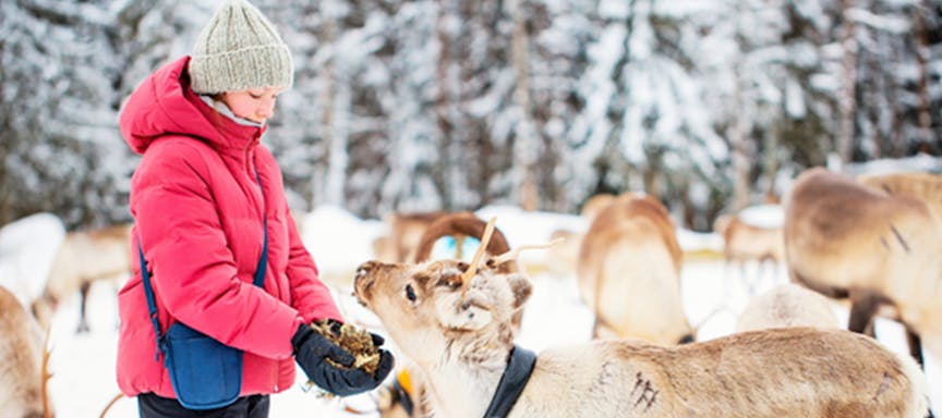 An employee feeding a reindeer