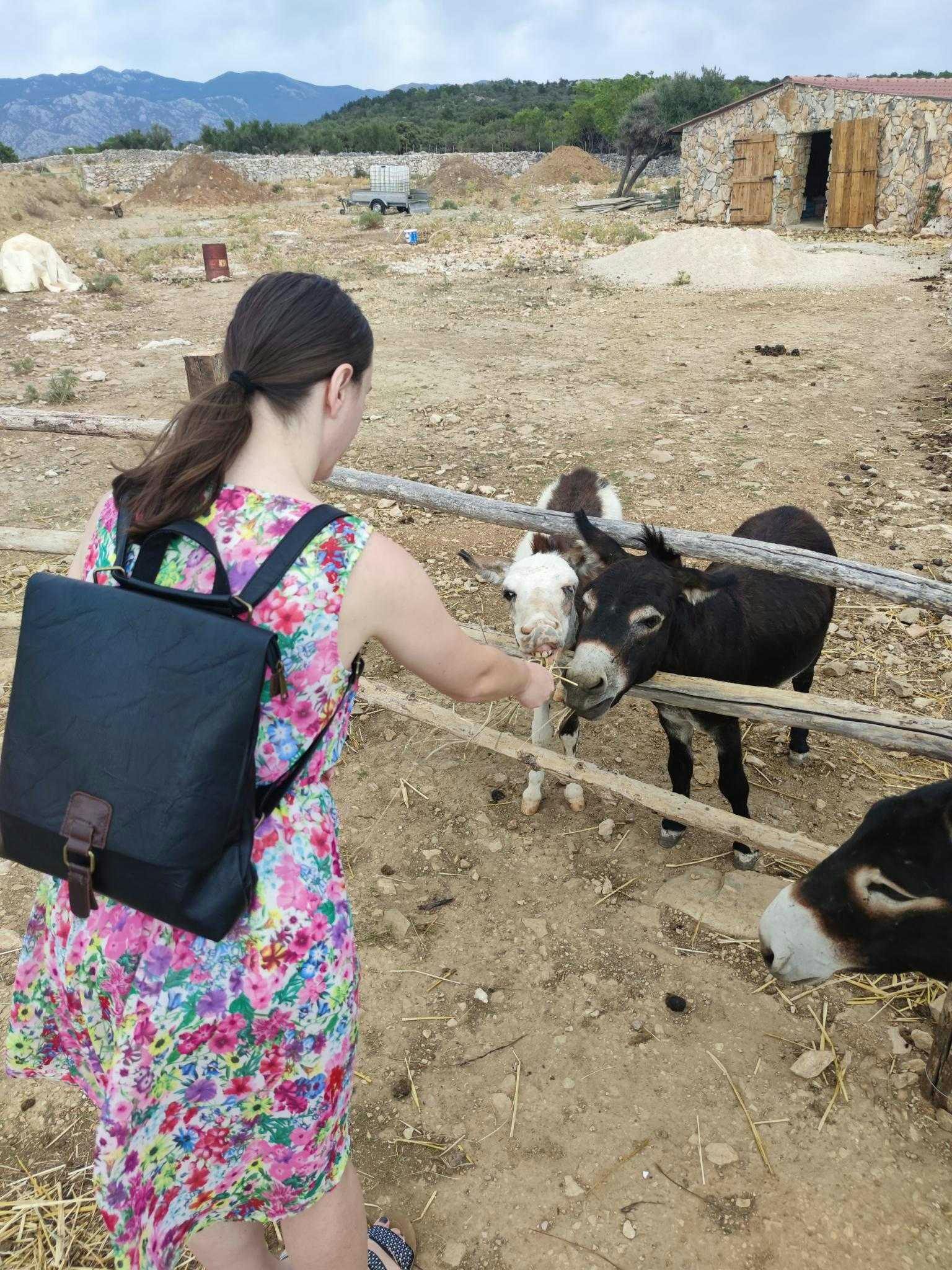 Feeding the donkeys