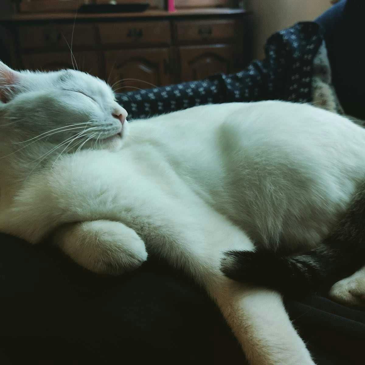 My Belgrade cat, Kiki My Belgrade cat, Kiki