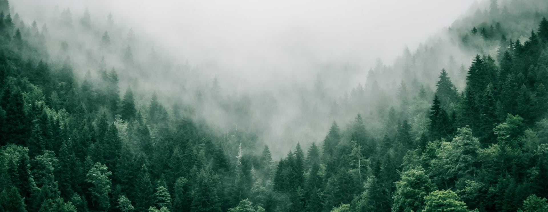 A foggy forest with dense green trees covering rolling hills