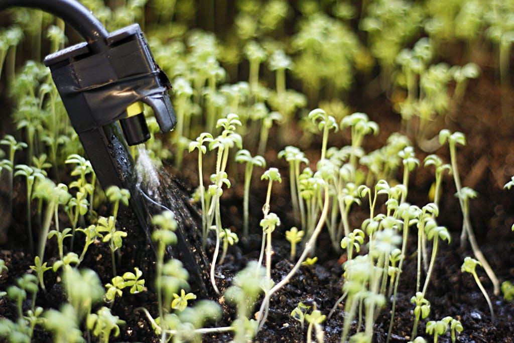 Meet Eater Plant Watering